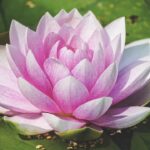 water lily, botany, pond-3504363.jpg