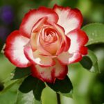 rose, bicolored flower, bicolored rose-2417334.jpg