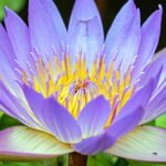 water lily, flower, bloom-1535906.jpg